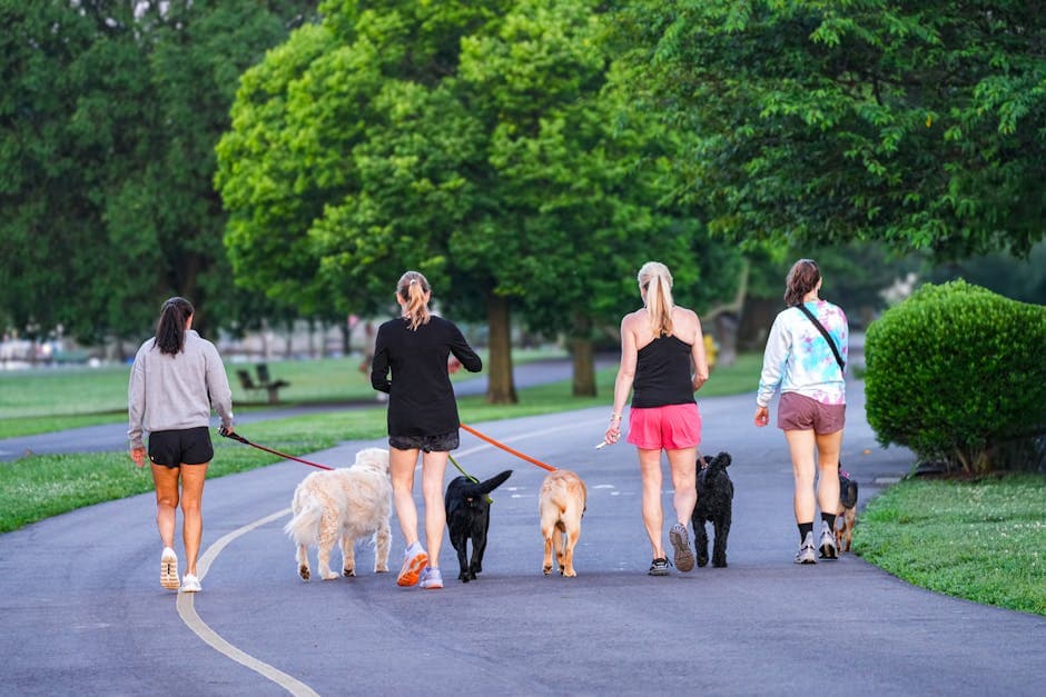 Daily Dog Walks