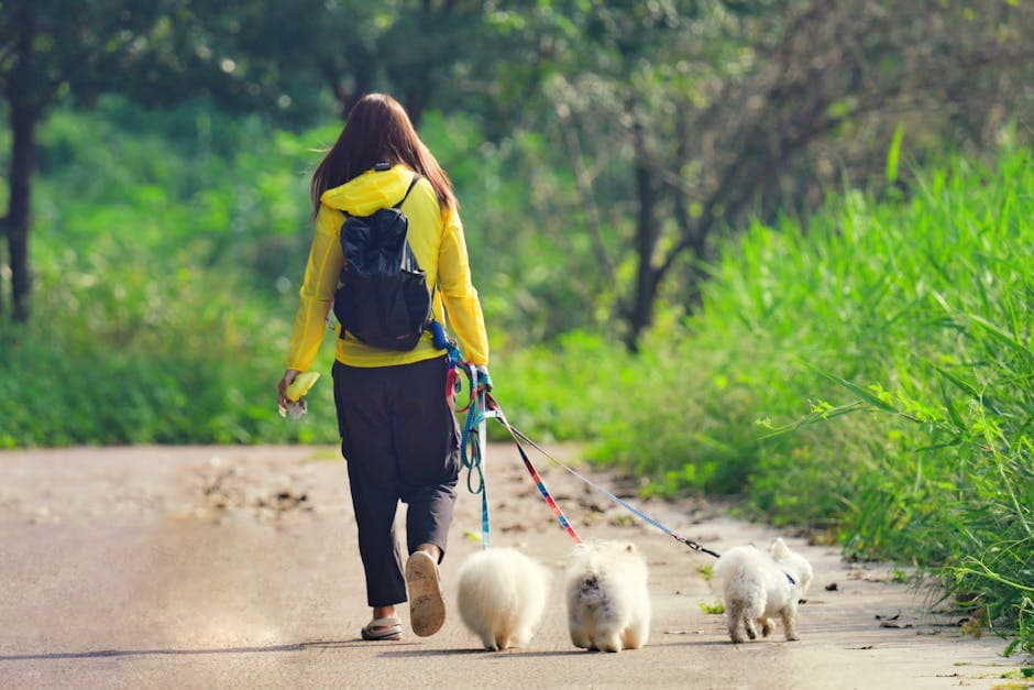 Daily Dog Walks - photo 2